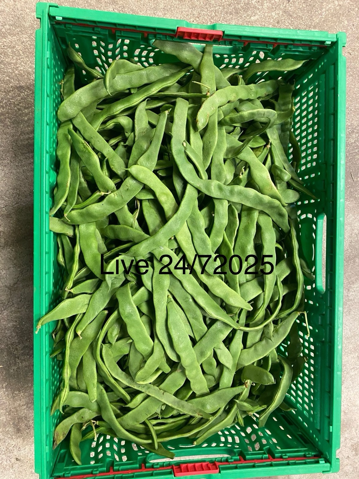 SNIJBONEN KROMME 10 KG