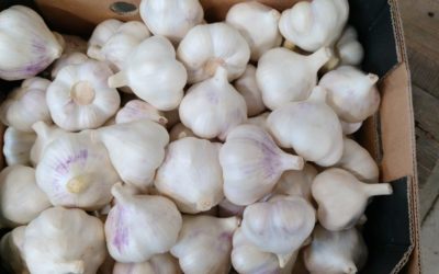 KNOFLOOK NL 5 KG LOS DROOG
