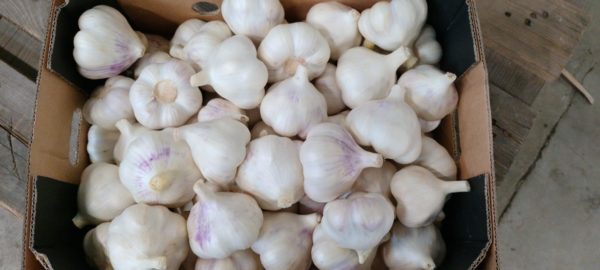 KNOFLOOK NL 5 KG LOS DROOG