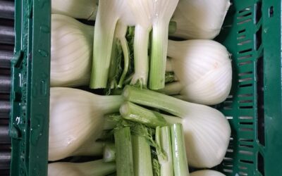 VENKEL 4 KG 8/10 STUKS