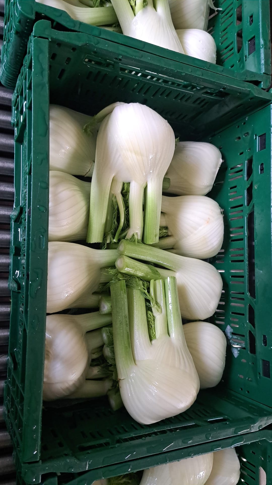 VENKEL 4 KG 8/10 STUKS