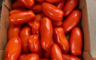 TOMAAT SAN MARZANO 4 KG